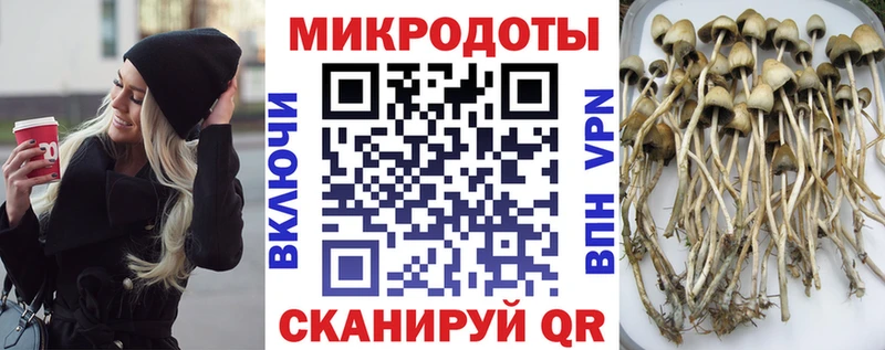 Купить закладки  Малгобек  Галлюциногенные грибы Cubensis 